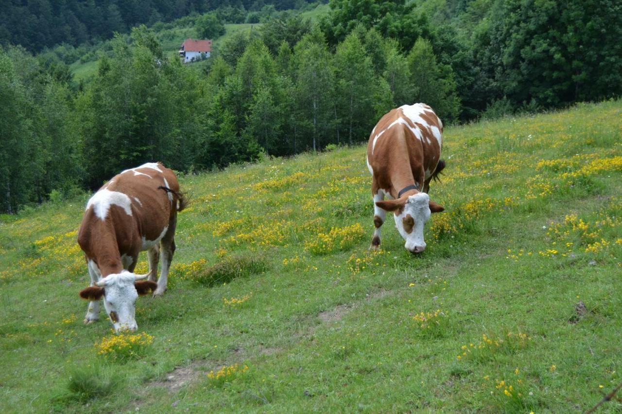 Turizam Koturovic Bed & Breakfast Ivanjica Exterior photo